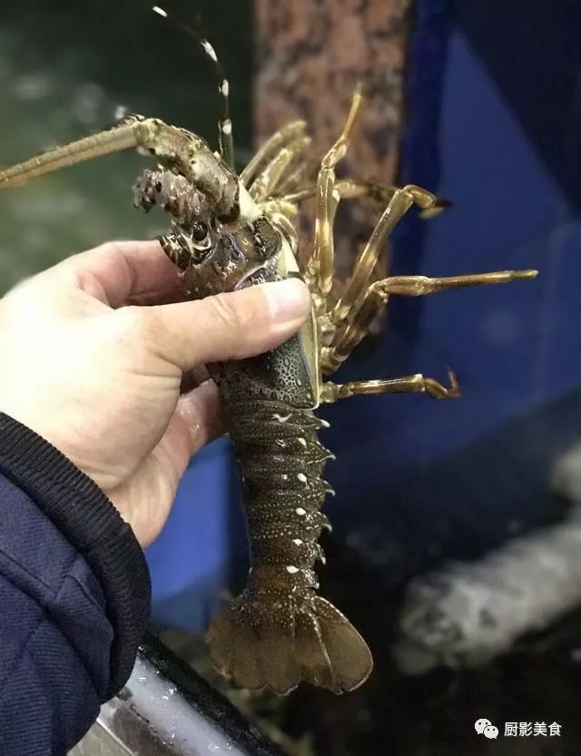 江湖中最牛逼的42只虾,你吃过几种?