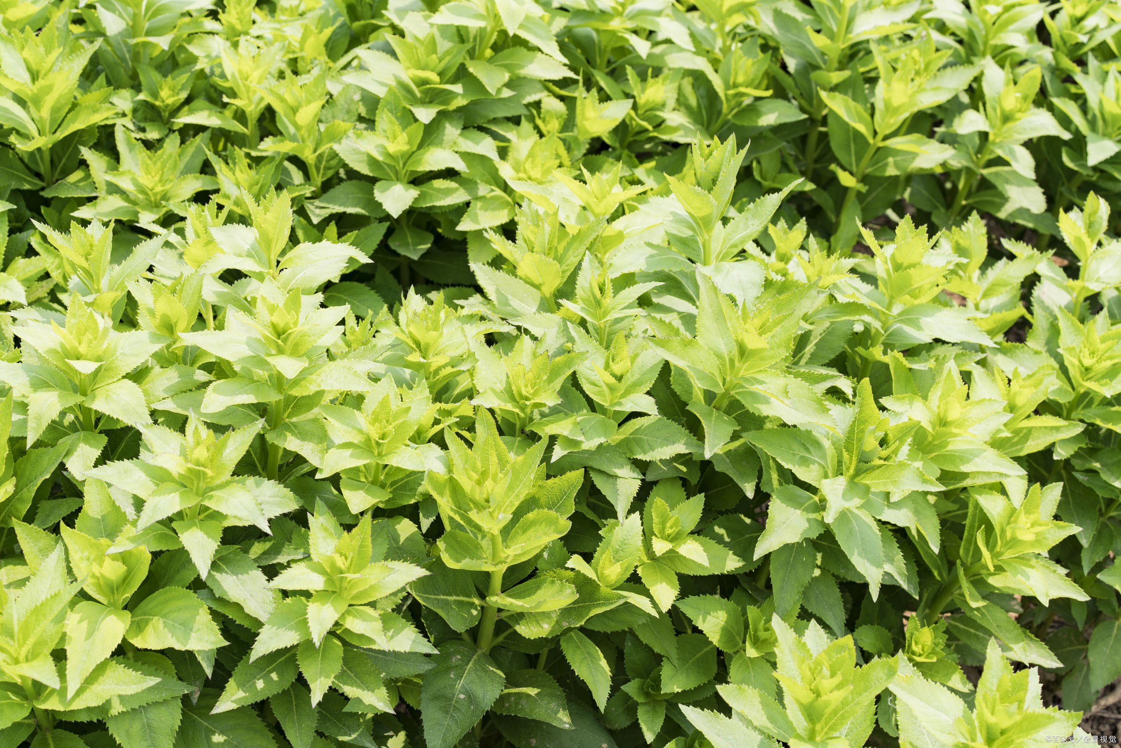 药材- 热门商品专区