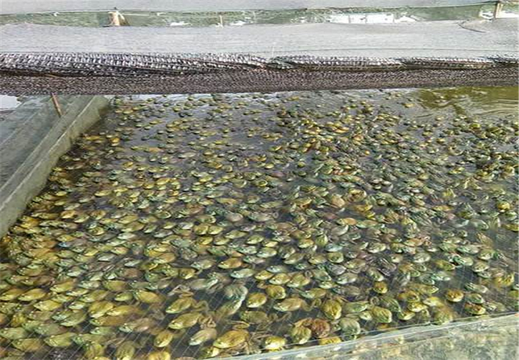 饲养牛蛙 - 2020年最新商品信息聚合专区 - 百度爱采购