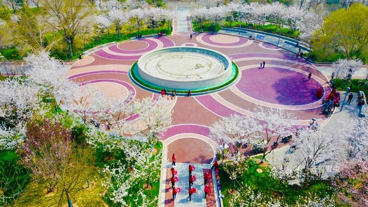 航拍美爆了!打卡樱花盛开的滨湖广场