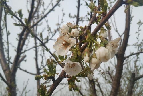 樱桃树怎么看花芽图片图片