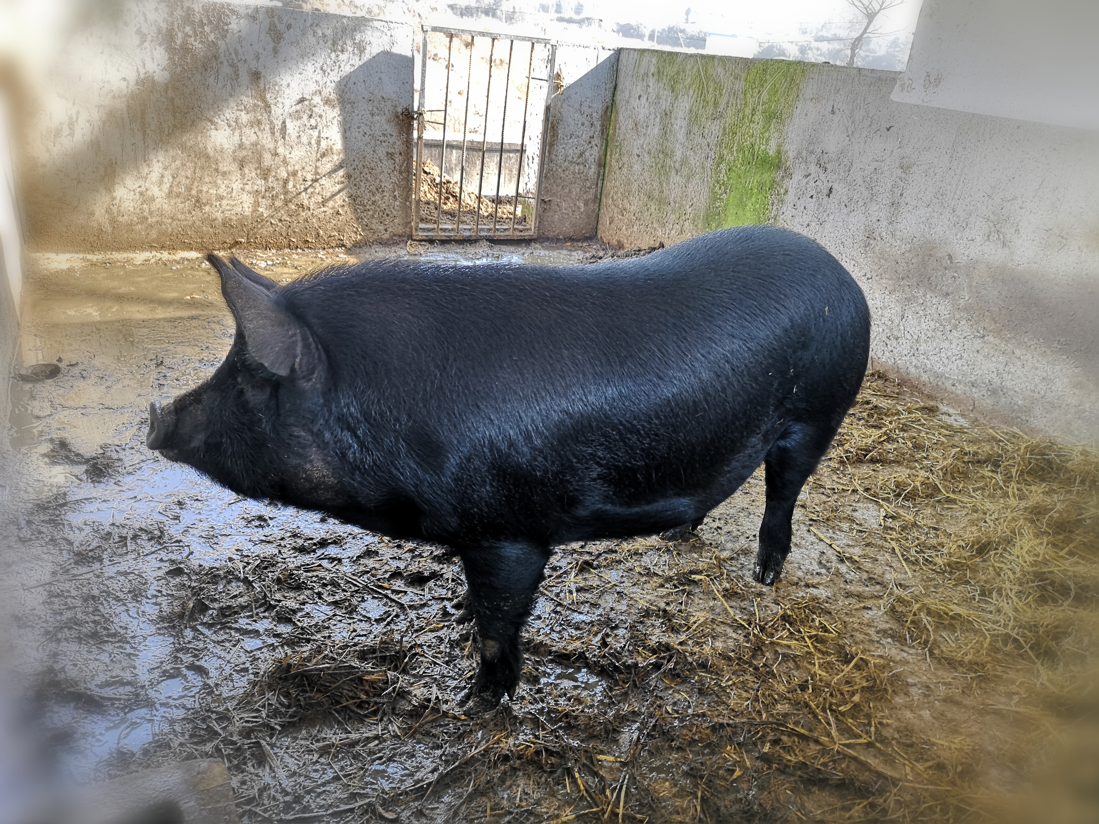 农村养的黑毛猪,我还是喜欢吃猪尾巴和耳朵,腊肉过完年吃才香