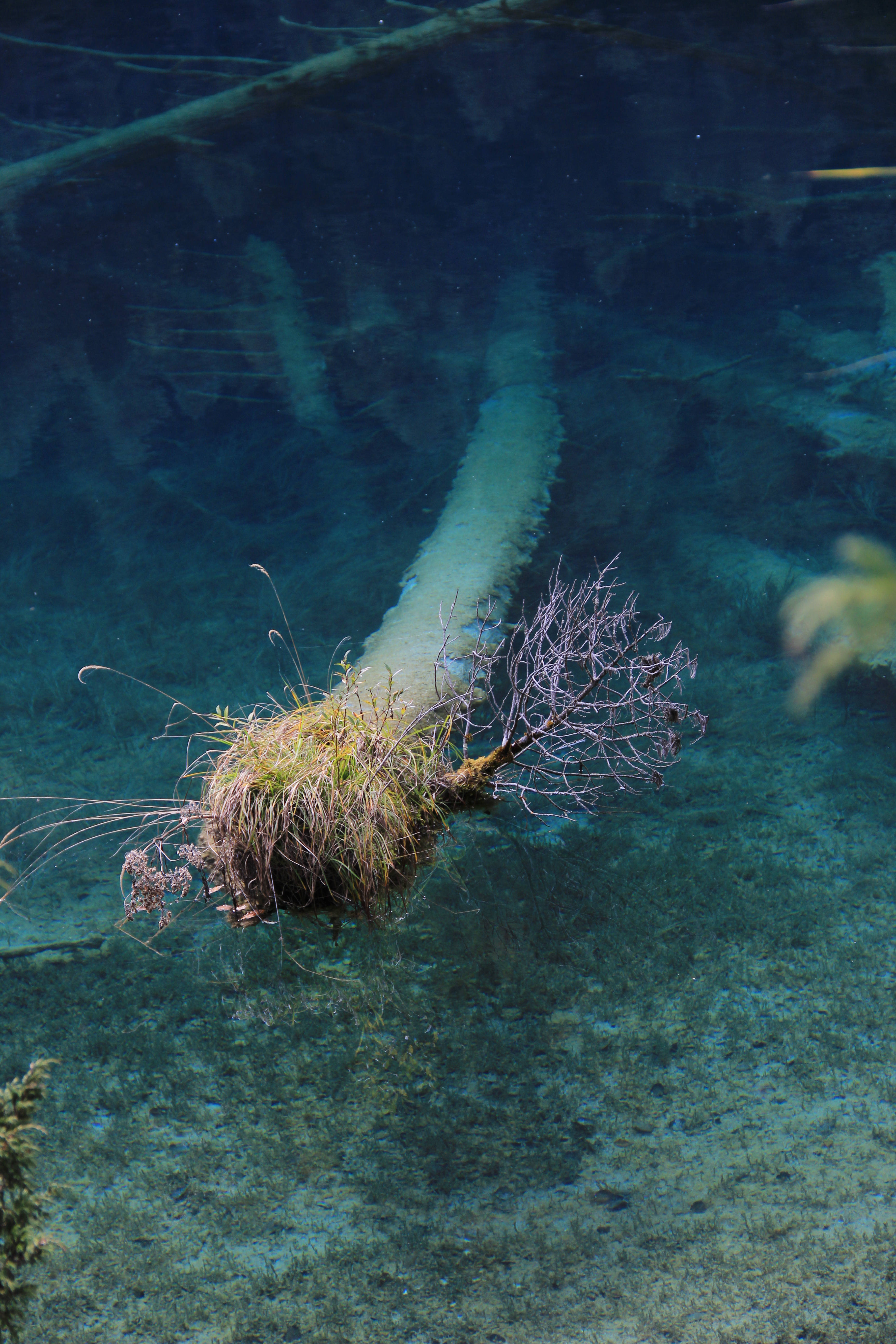 树倒下了,海漫上来了,陆地变成海子,那样的清