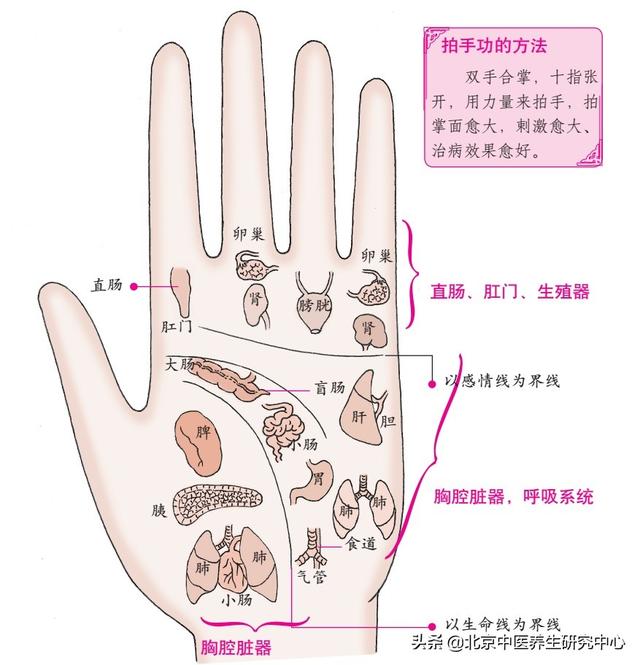 手与人体脏腑的对应位置及身体按摩方向