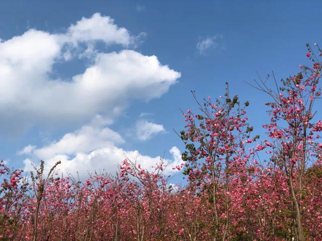 4月发文:春色保山处处飞花:东山的樱花你不想去看看吗?