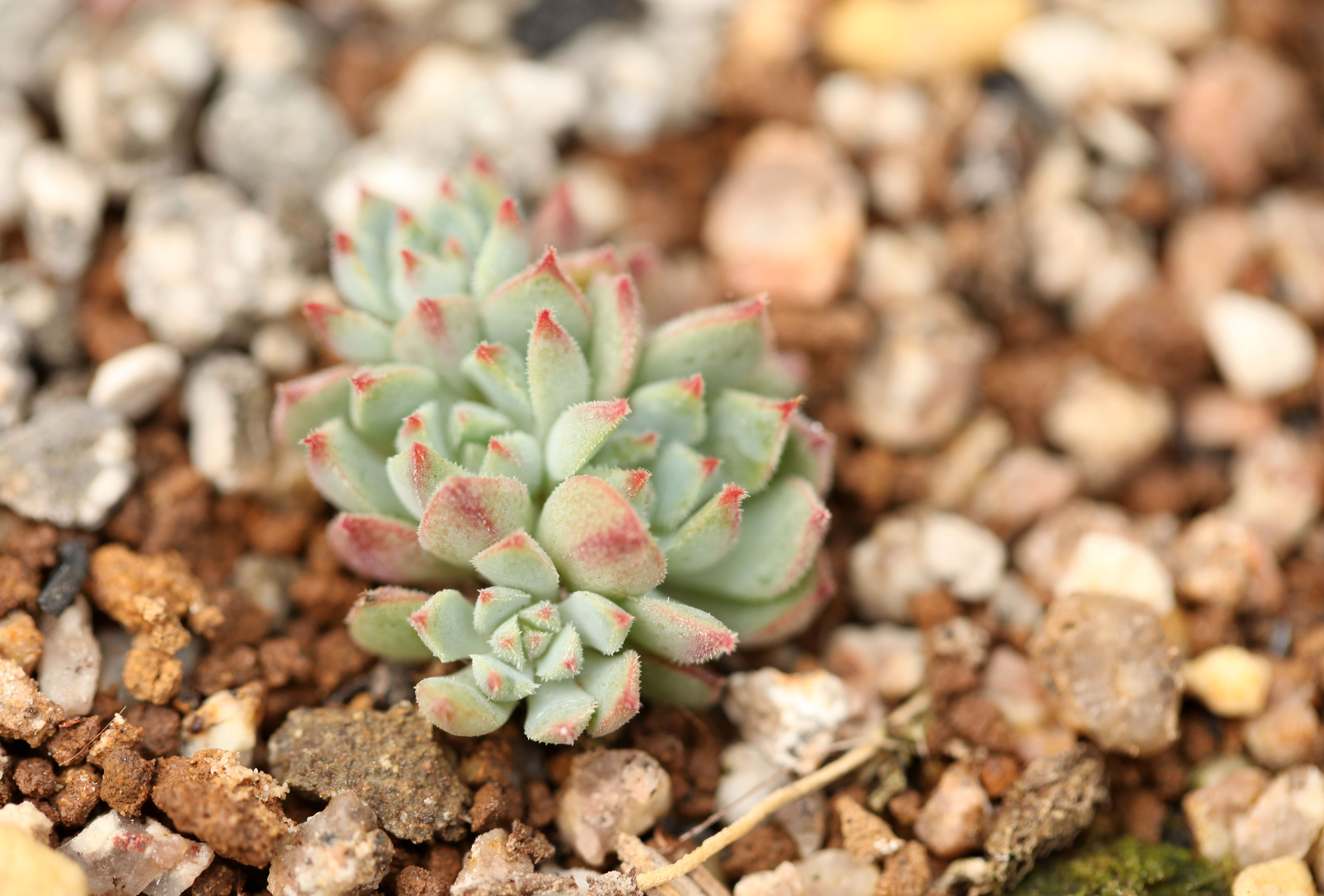 多肉铺面石 - 2020年最新商品信息聚合专区 - 百度爱采购