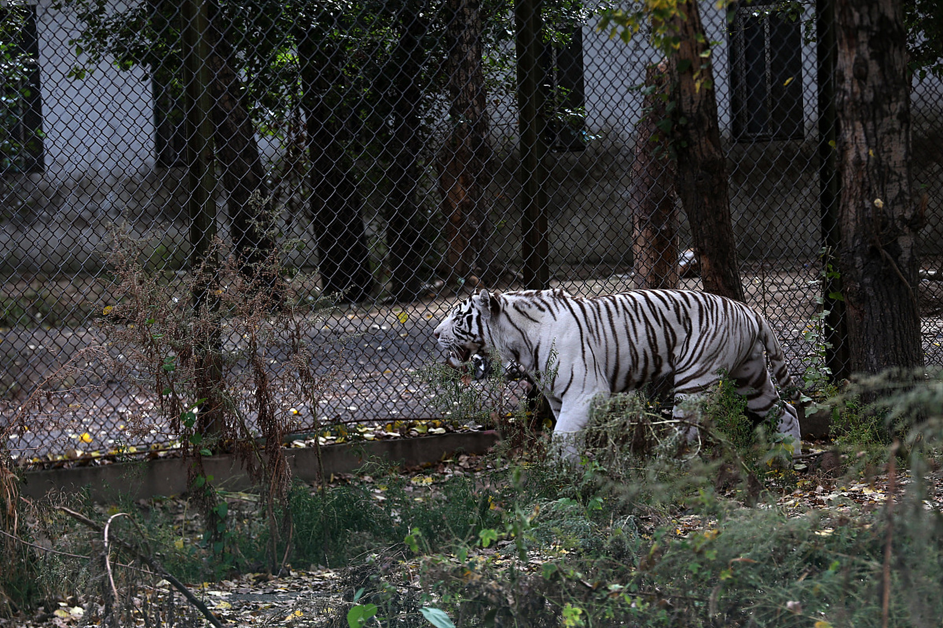 镜头里的春天# 春游卧虎山野生动物园,不仅仅是一次视觉的旅行,更是