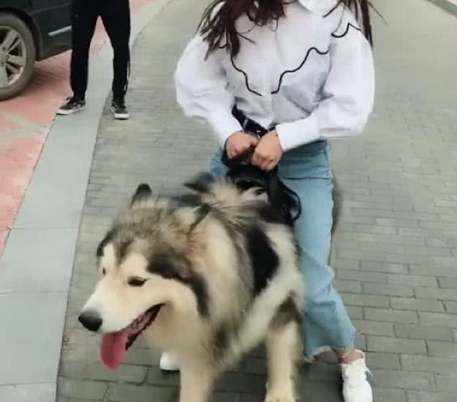 美女骑阿拉斯加去逛街,阿拉斯加差点吐血,网友:放开那