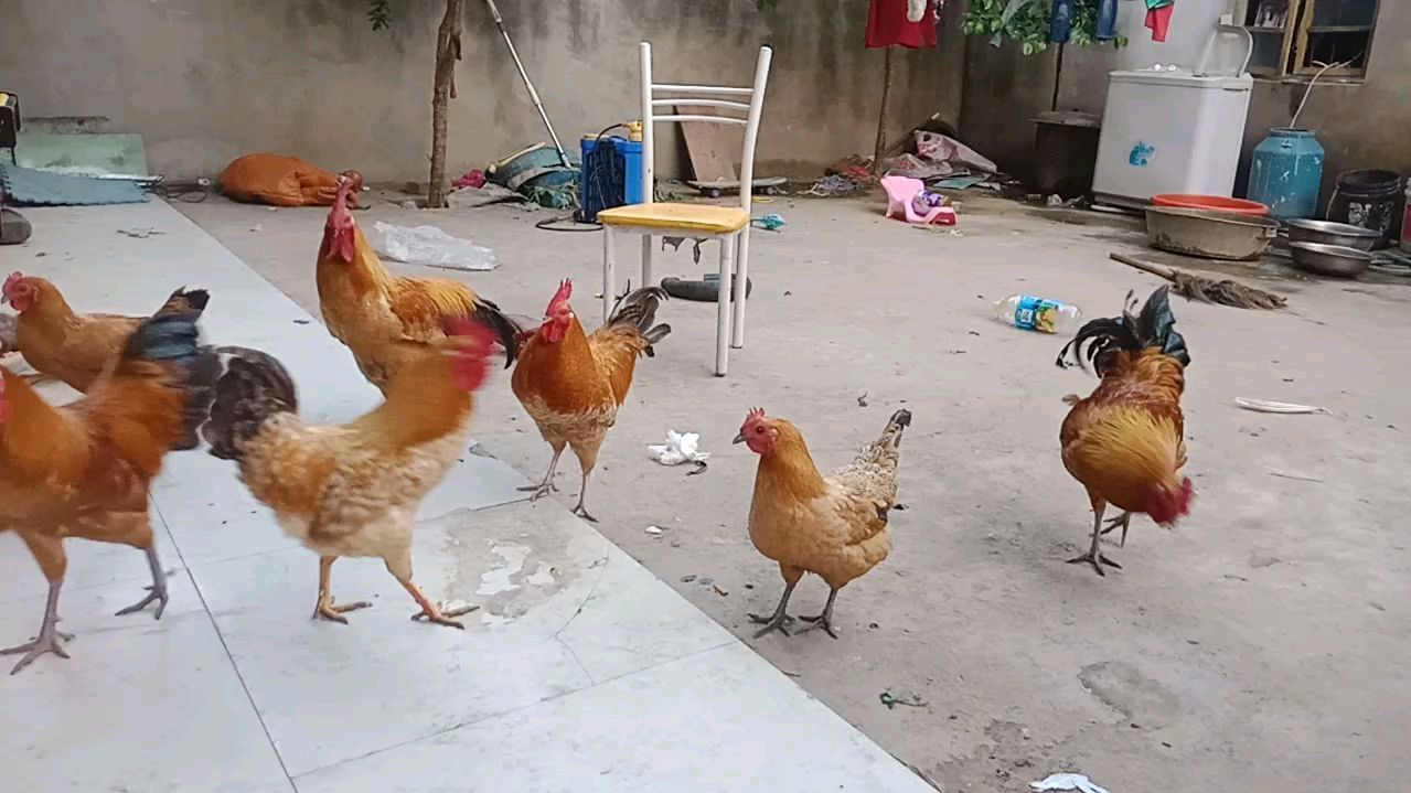 大公鸡喔喔叫!