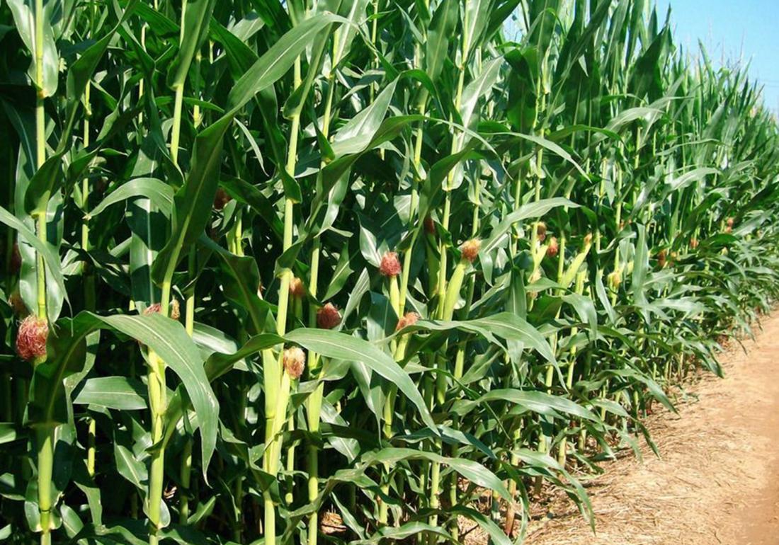 甜玉米种植 - 2020年最新商品信息聚合专区 - 百度爱采购