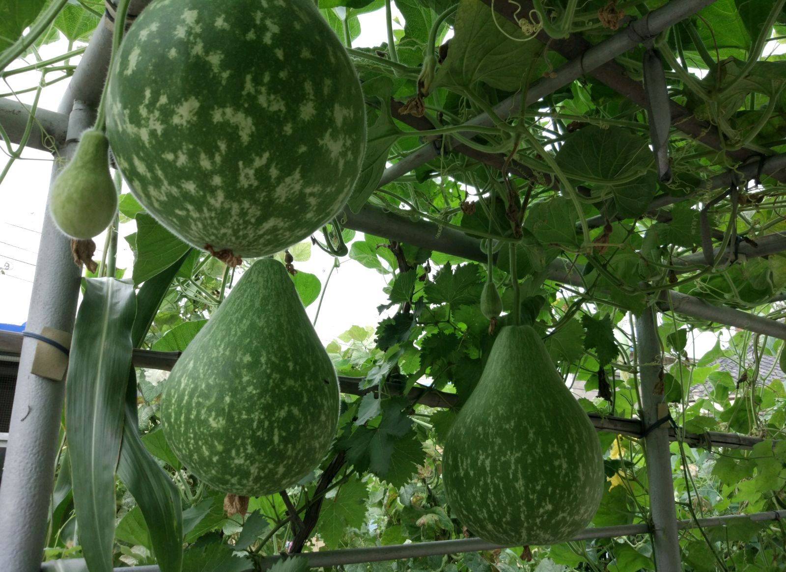 东北葫芦 - 2020年最新商品信息聚合专区 - 百度爱采购