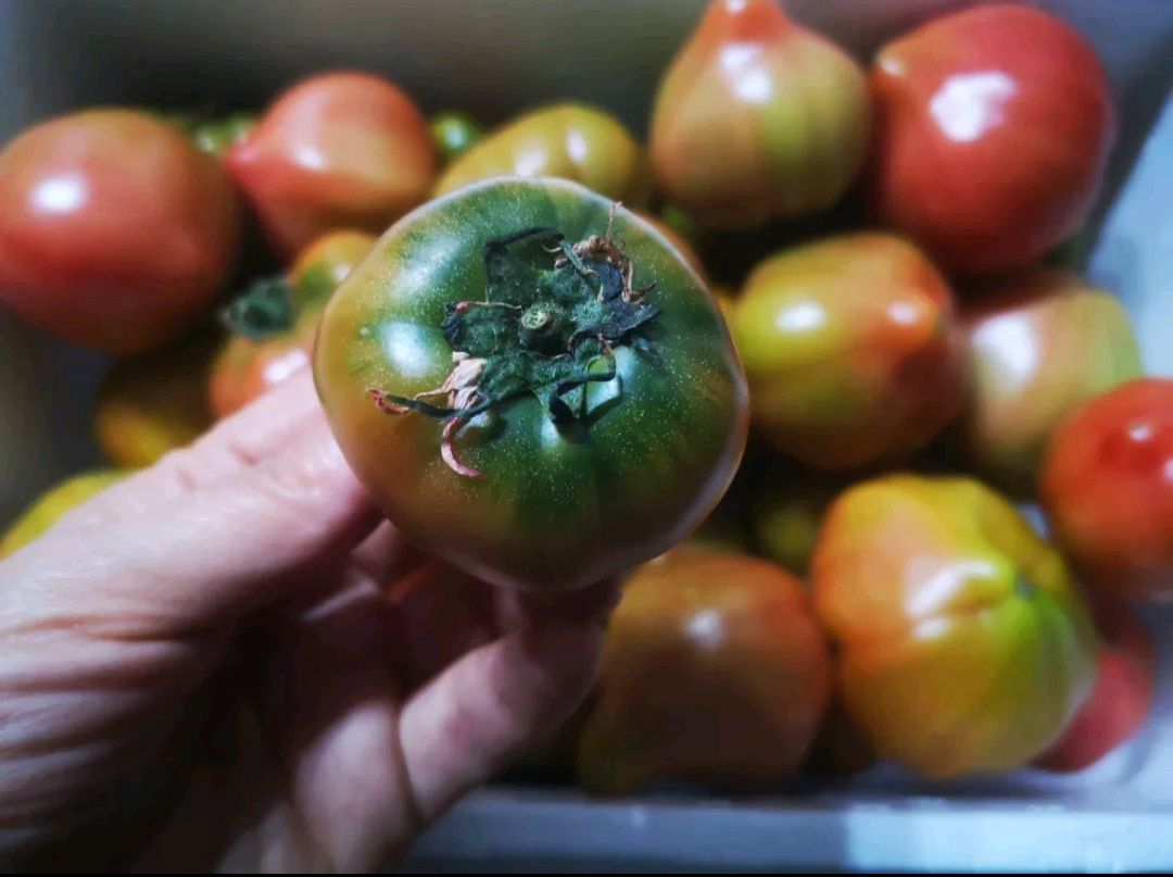 青岛夏庄杠六九西红柿,回味小时候的味道