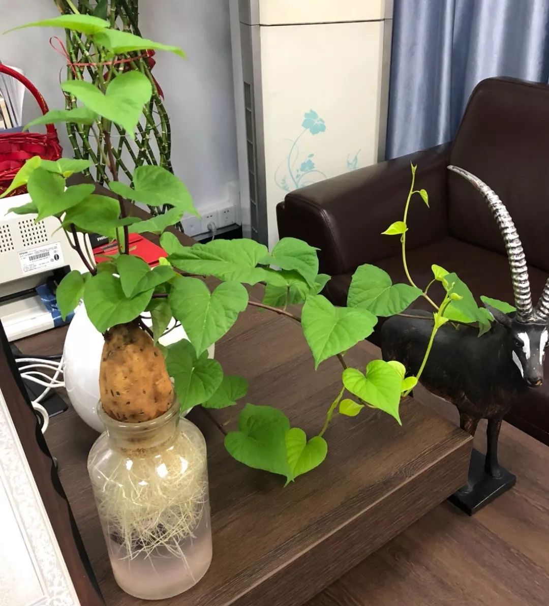 花盆里边放红薯,花美味香还省钱,花友见了都羡慕!