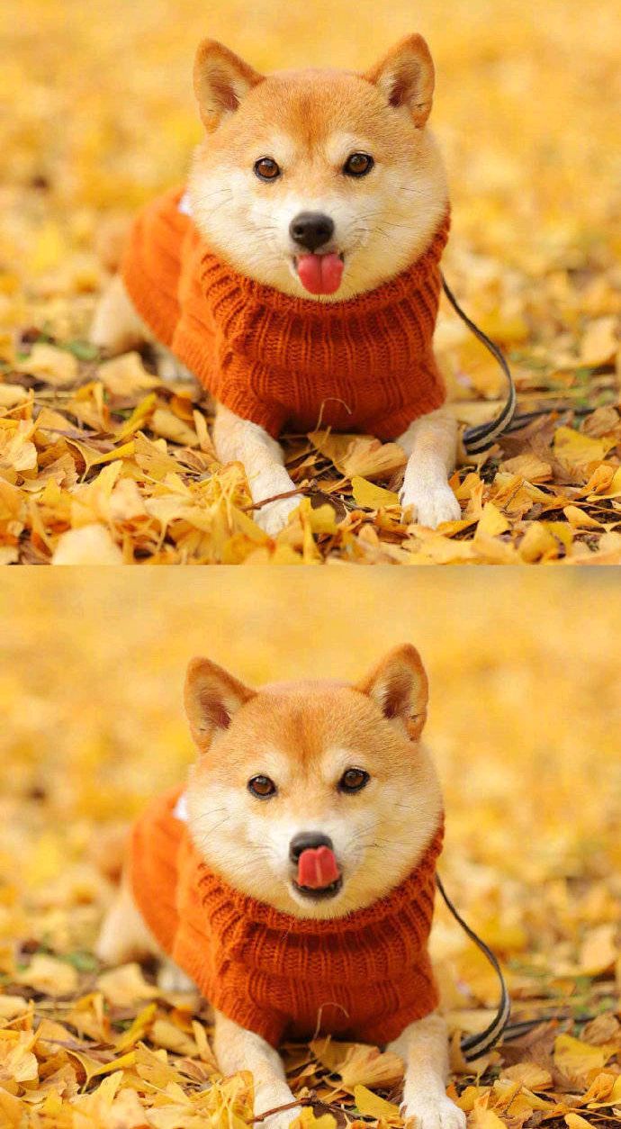 超可爱的小柴犬