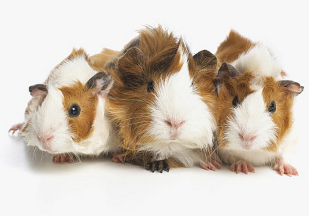 豚鼠,作为素食者主义者,是一种很好喂养的小动物,想要把豚鼠喂养的圆