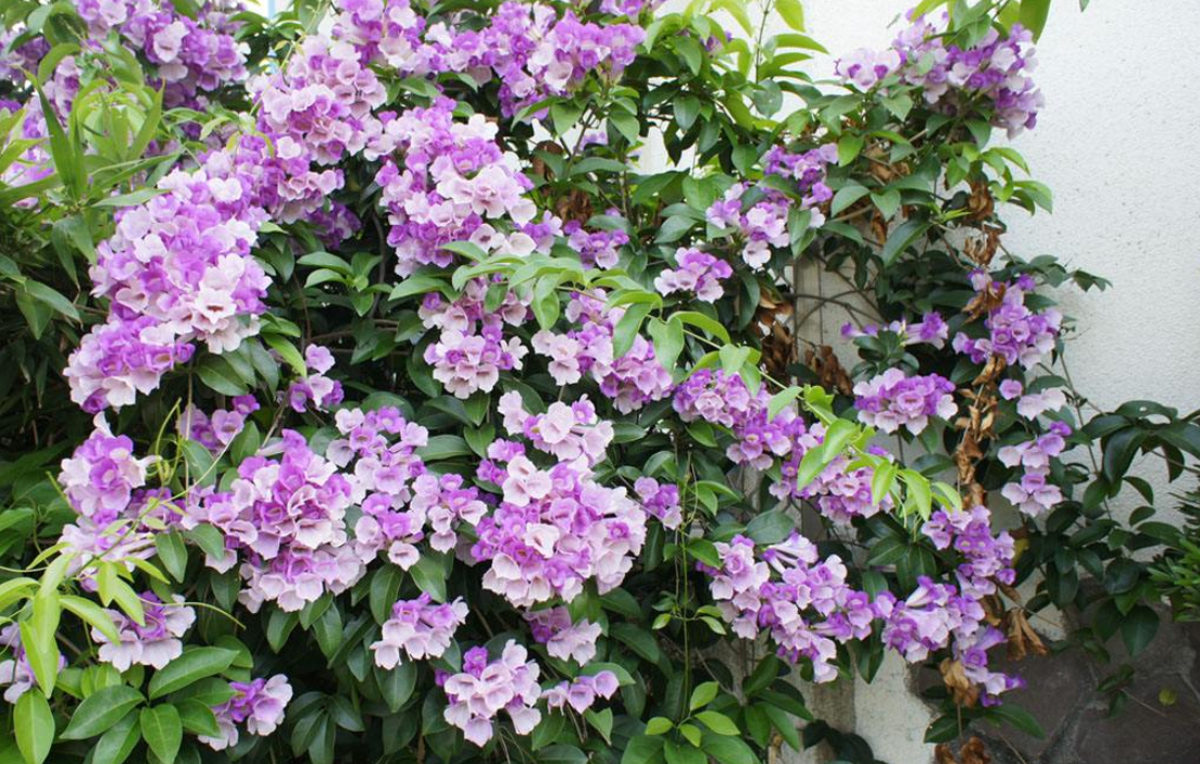 此植物叫"蒜香藤",生长快枝条长,能开花200朵阳台变"花海"
