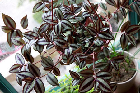 吊竹梅扦插有技巧,枝条剪一剪,很快长满一大盆!