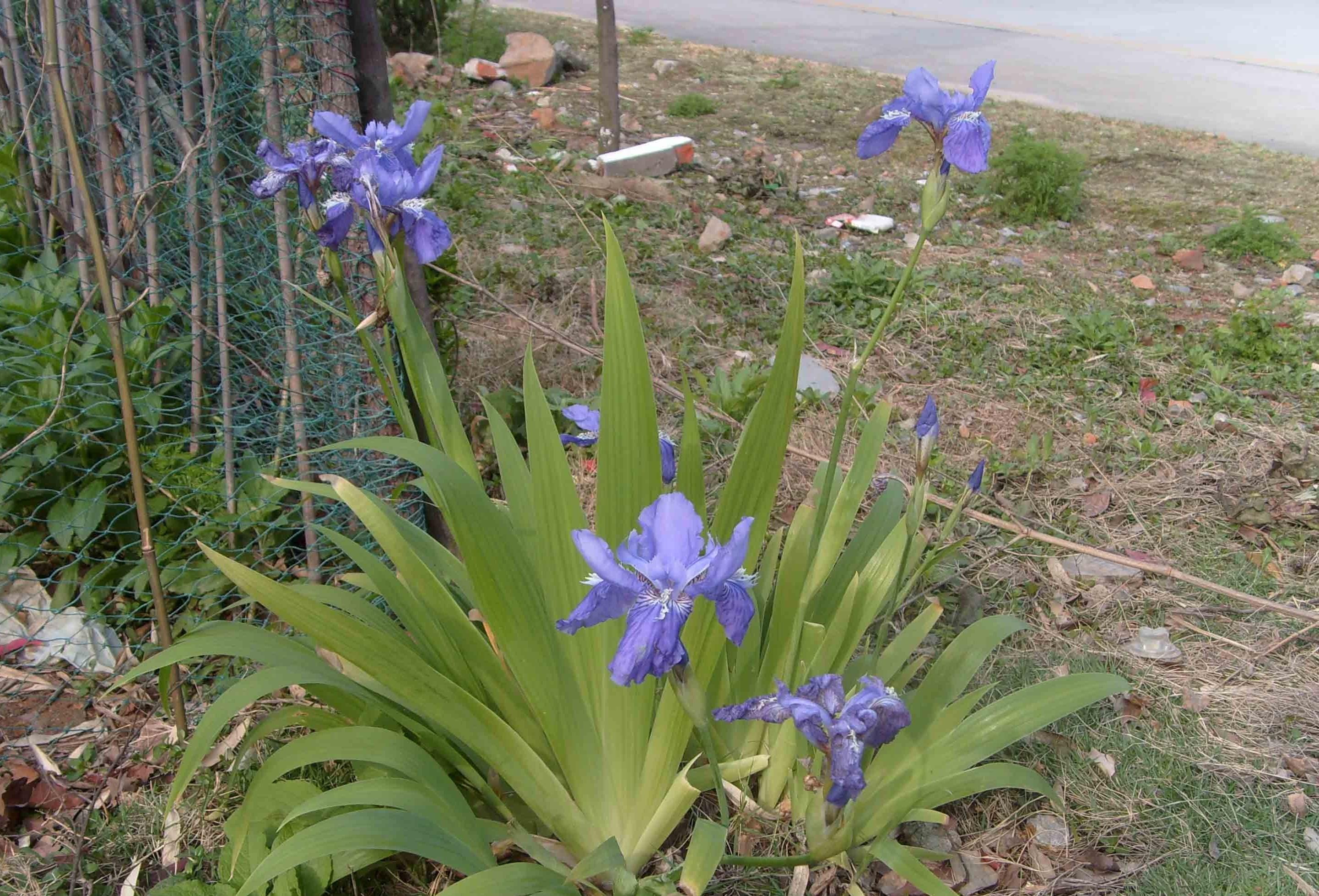 常见植物知识普及—冷水丹