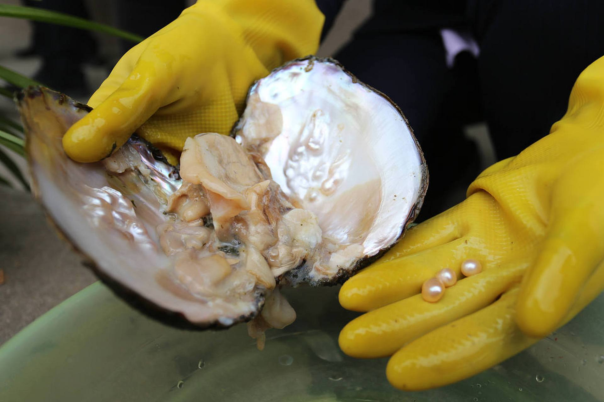 河蚌的功效与选购 河蚌别名:河歪,河蛤蜊,鸟贝,嘎拉(东北方言),骚嘎啦