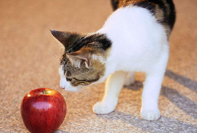 弓形体等其它人畜共患病,由于犬猫的生活习惯使得犬猫感染弓形体和
