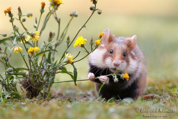 美丽而又危险,最长寿的仓鼠——黑腹仓鼠野生美图