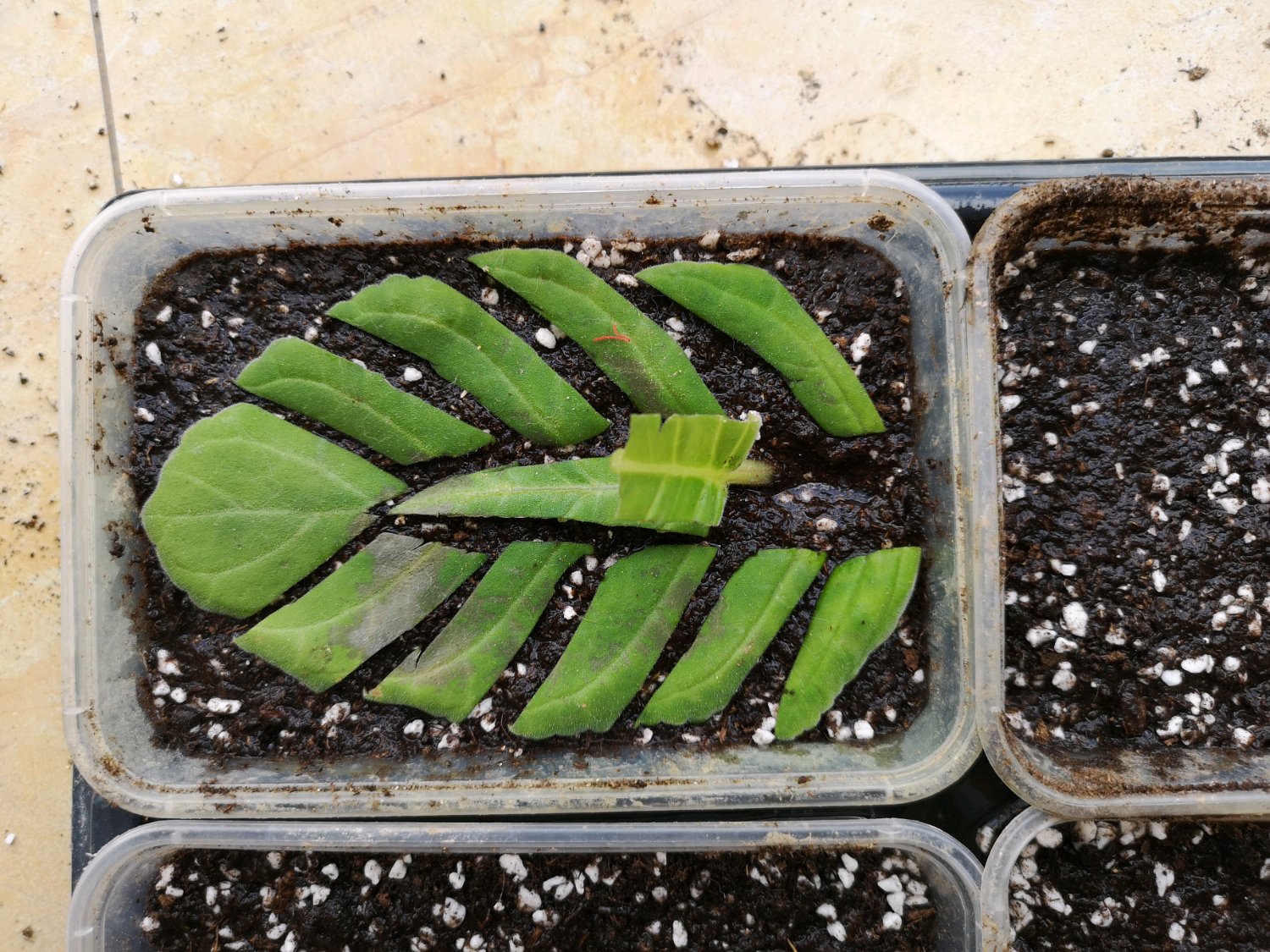 叶插大岩桐的诀窍是长出小红薯块根,移栽4妙招,秋季开花爆盆