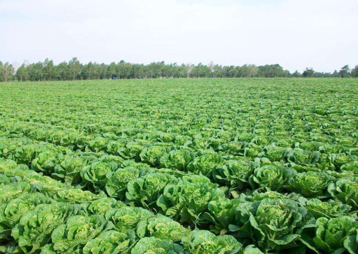 大白菜怎样种植更好吃?学会栽培加强管理丰产又丰收