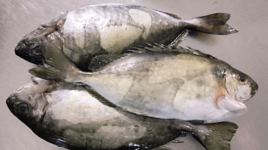 泥猛鱼,潮汕这个做法最好吃,鱼肉鲜嫩无腥味