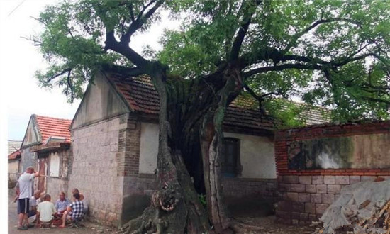 农村建房,讲究"两树夹一房,家破人又亡",啥意思,有道理吗?