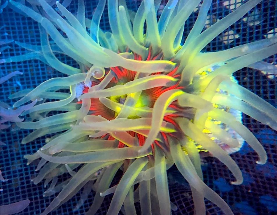 你从未见过的全新品种:彩虹底海葵