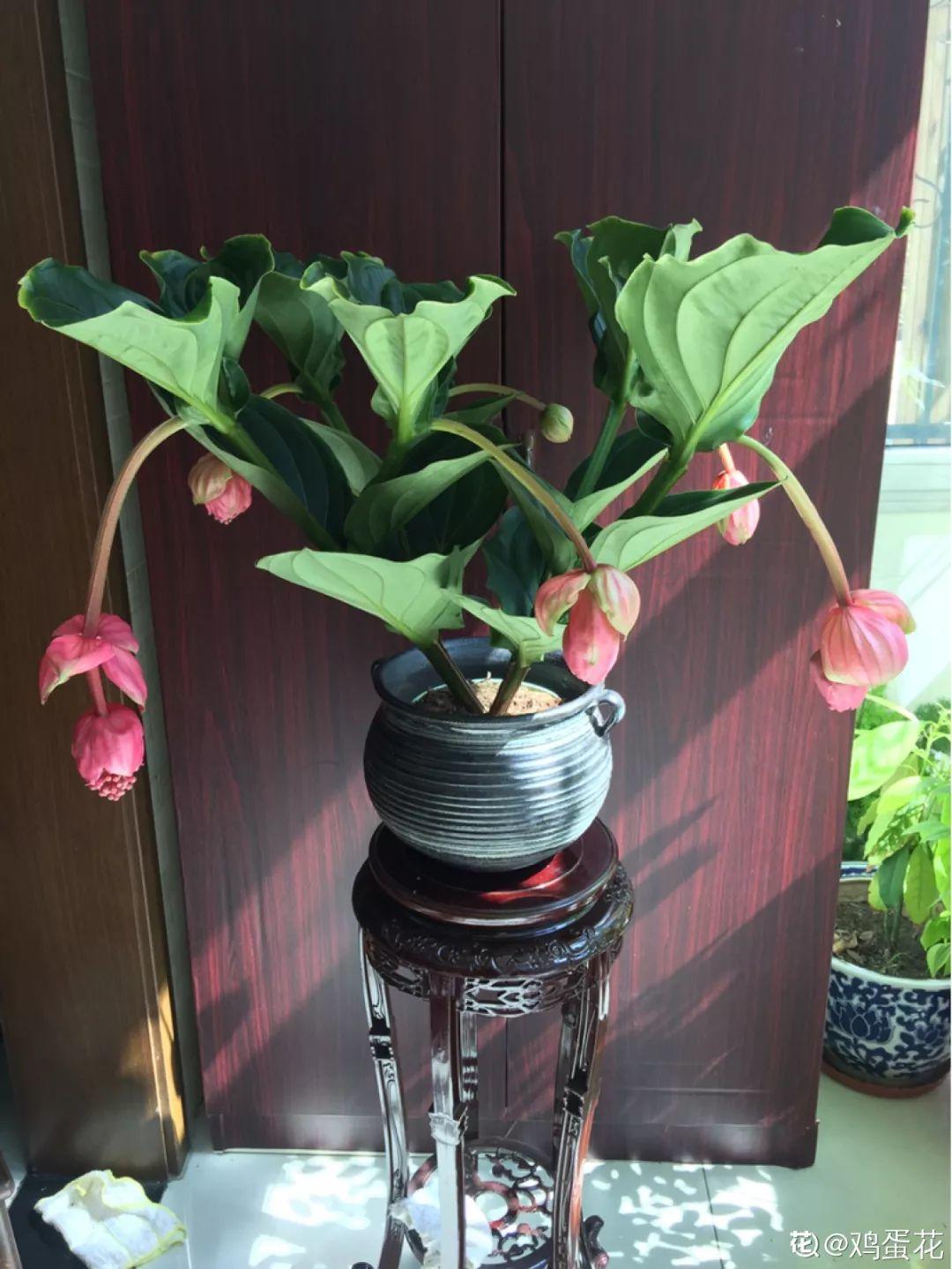 12个星座的守护花,新年养花,就养盆适合自己的!