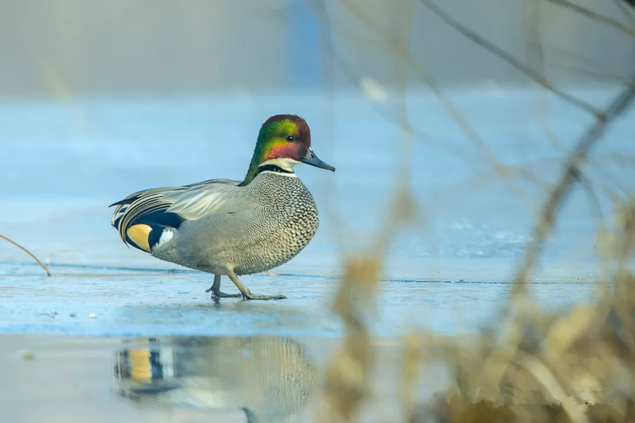 罗纹鸭,绿冠加冕的舞者,水中游荡的精灵