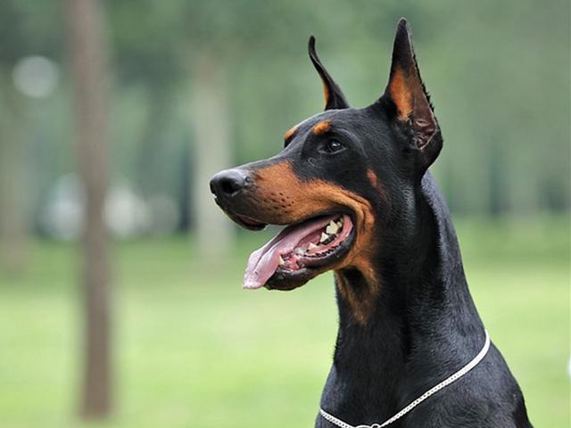 杜宾犬 - 热门商品专区