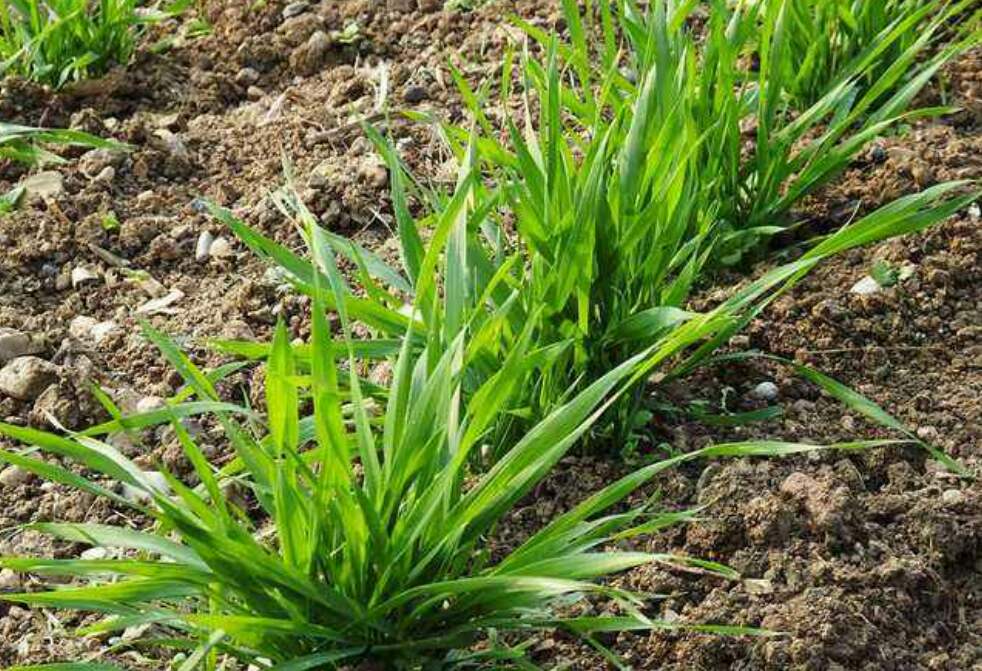 小孩分不出清韭菜和麦苗,谁知道它们有什么不同?