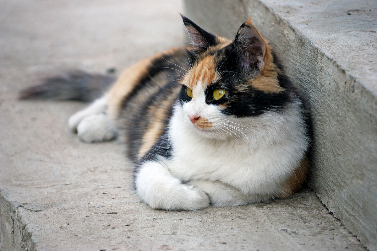 土猫的样子图片