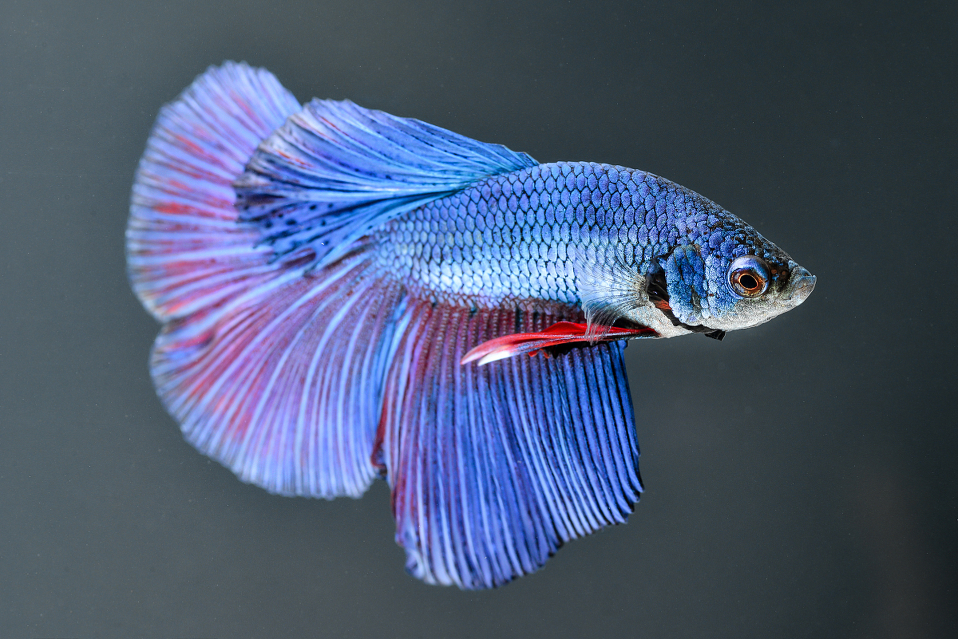 孔雀鱼和什么鱼可以混养  孔雀鱼确实可以和其他鱼类混养,但选择合适