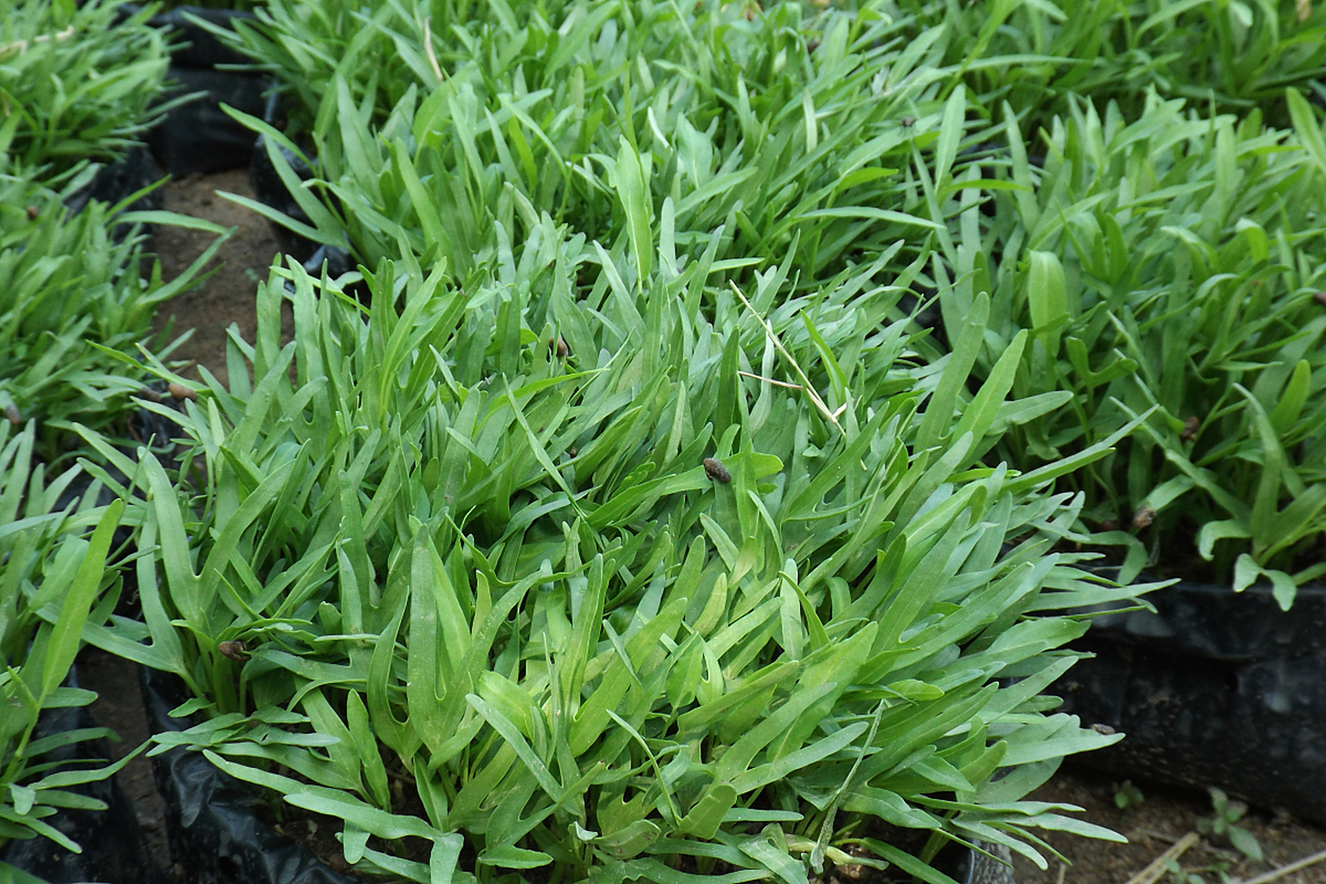 往年,清明时节前后回老家,面条菜正长得鲜鲜嫩嫩,掐尖儿或者用剪刀剪