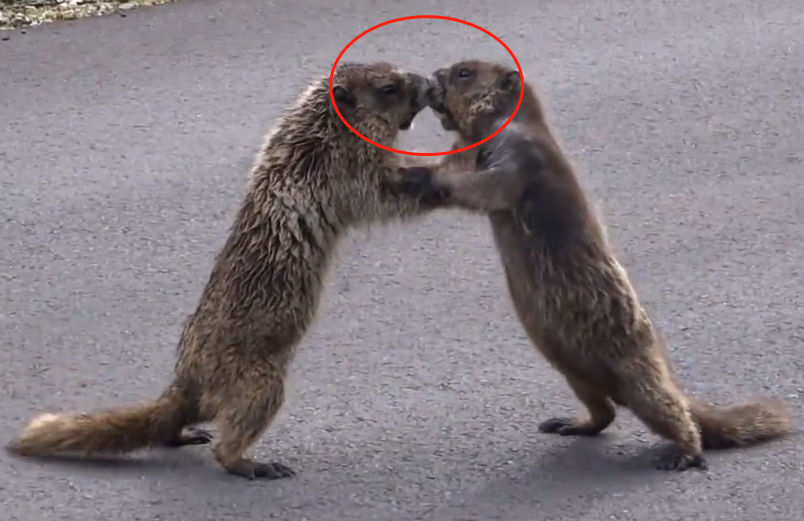两只土拨鼠在马路中间上打架,谁也不服输,最后一幕让人笑喷