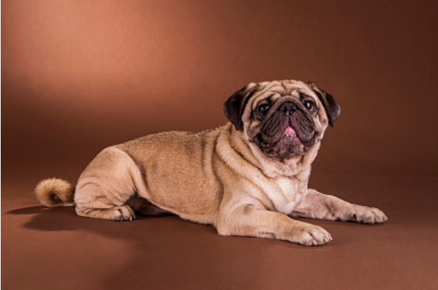 巴哥犬的鼻子不上翘,咬合时下颚略微突出,颈部呈略微的拱形