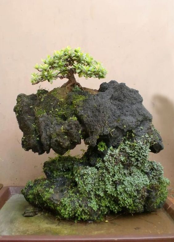 奇石盆景.这块石头纹路清晰,灰白相间,线条柔美.