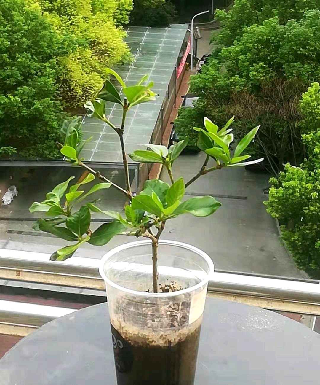 水培扦插栀子花太简单啦,只需一个杯子一块泡沫,一个月爆根叶茂