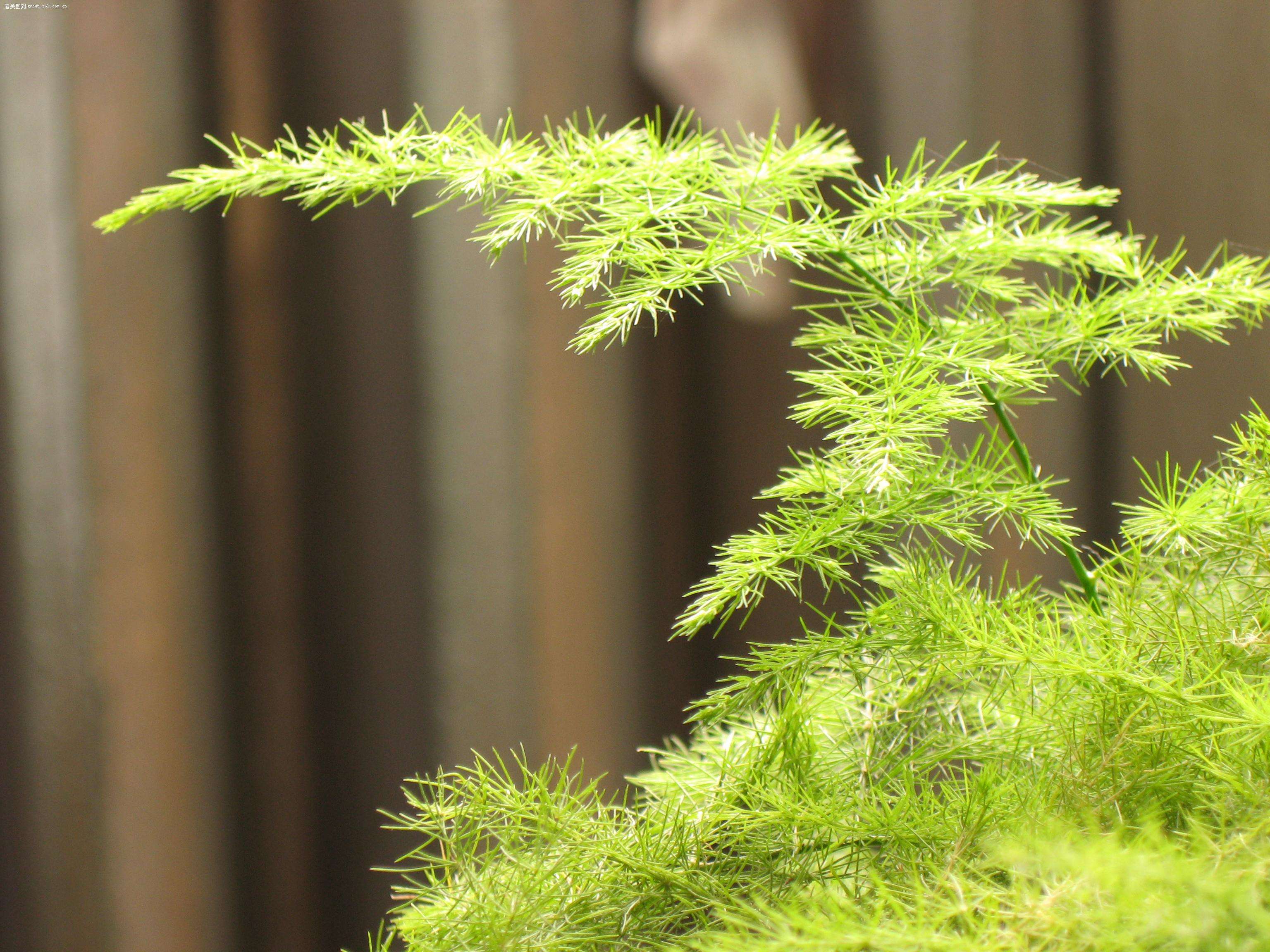 文竹:作为一种观赏价值高的植物,养殖方法却不金贵,简单易学