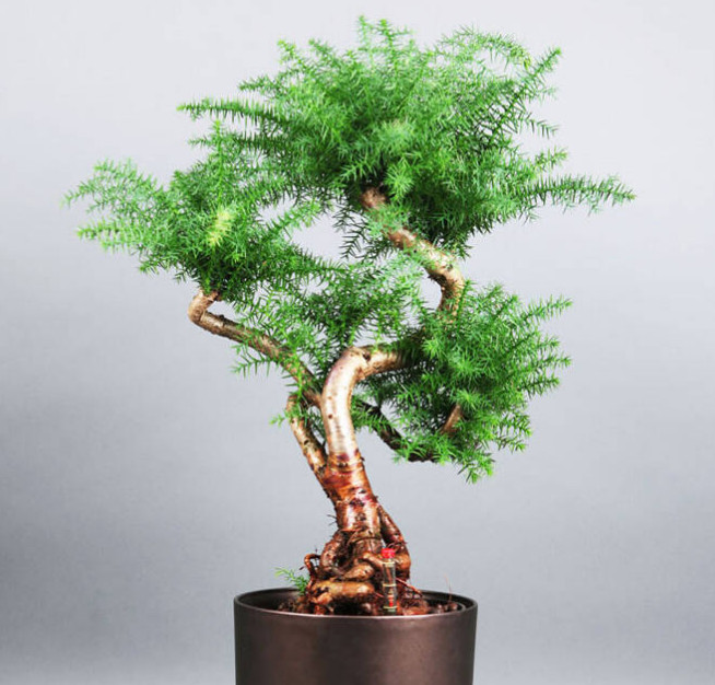 异叶南洋杉其根系发达,苍古多姿造型时应给于突出