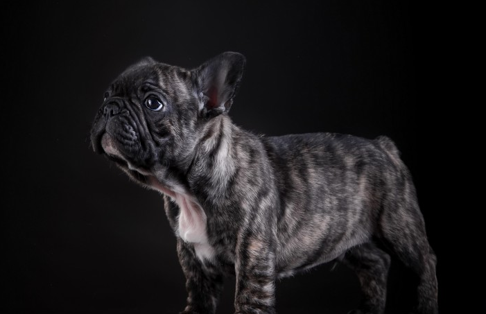 深受喜爱的法国斗牛犬,好奇心强,对事物充满了好奇