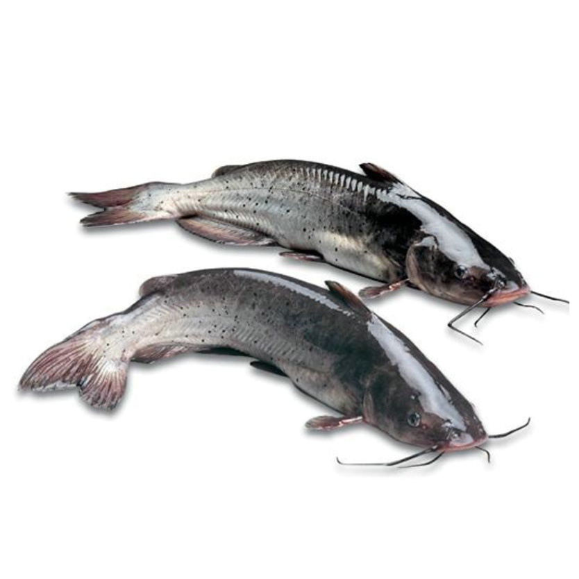 叉尾鱼又叫叉尾鮰是淡水鱼, 叉尾鮰俗名沟鲶,河
