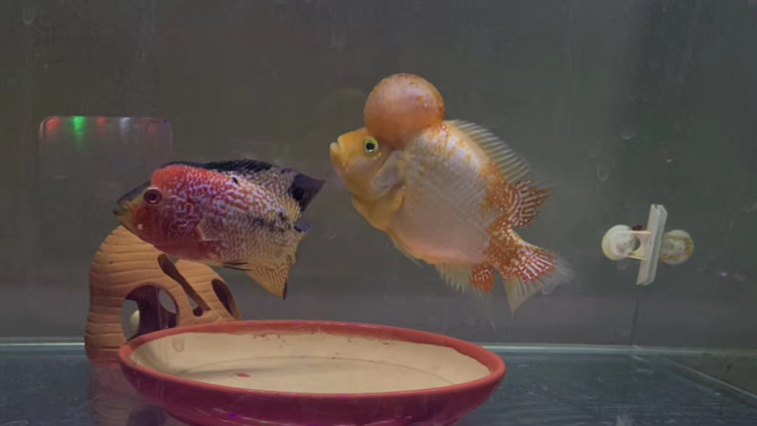 罗汉鱼苗2公分左右,泰国刚回家短嘴有头座