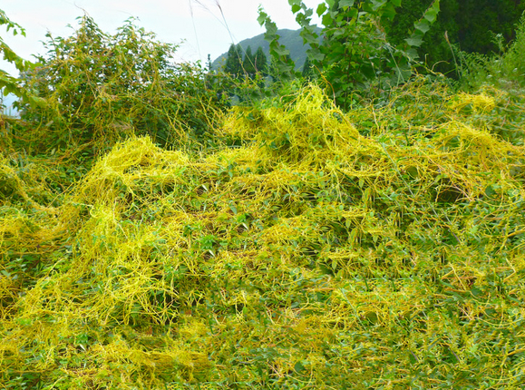 菟丝子味具有补肾益精,安胎的功效,那么怎么用呢?
