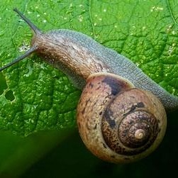 同型巴蜗牛知识科普,教你轻松识别同型巴蜗牛