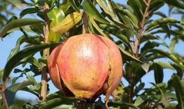 石榴裂果是什么原因?