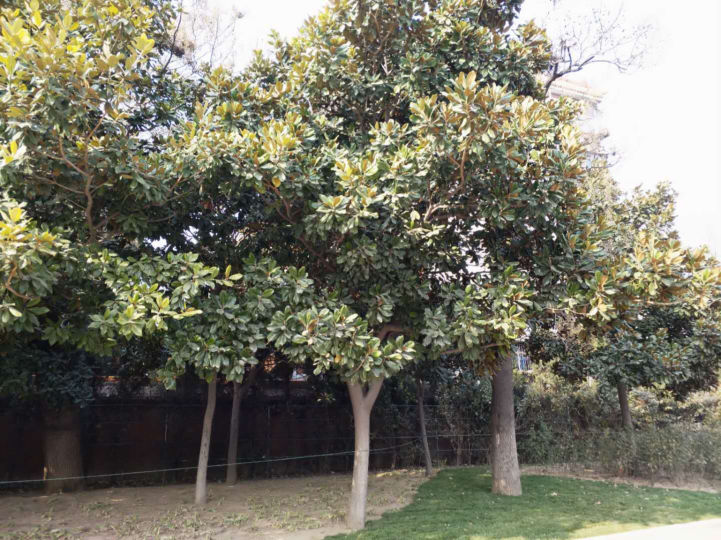 广玉兰树形图片
